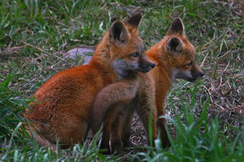 Match the pattern of macroevolution with its description. The red fox lives in mixed farmlands and forests, where its red color helps it blend in with surrounding trees.