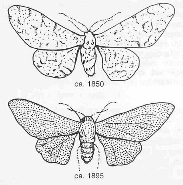 The moths satisfy all four conditions for natural selection: they reproduce; their color pattern is inherited; there is variation in their color patterns; the