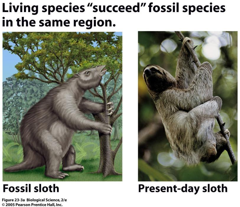 Succession of forms Darwin s predecessors Morphology of fossil species