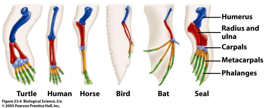 Structural Limbs with radically different functions are all built from bones of similar shape, in same