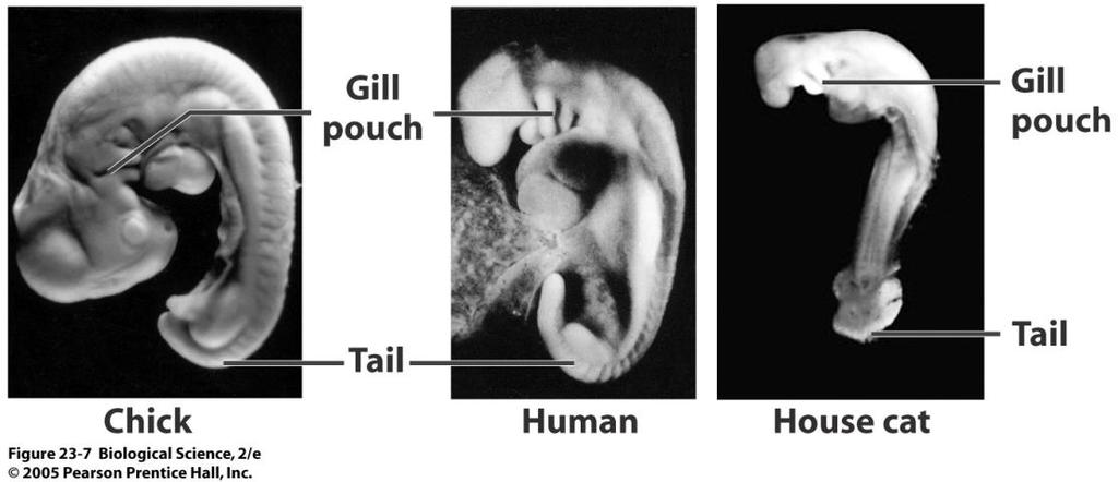 Developmental Chick, human and cat embryos have gills and tails; they appear at similar developmental stages & in the same