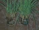 on Cogongrass 6% reduction of cogongrass foliage Problem: All feed on crop and/or ornamentals (i.e. corn, sorghum, St.