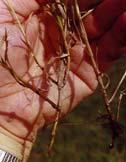 Bloodscale Sedge (Cyperus sanguinolentus Vahl) Potential threatened and endangered species (Cyperus louisianensis Thieret)?