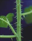 herbivores (Thorns, Prickles, Spines, Urticating hairs,