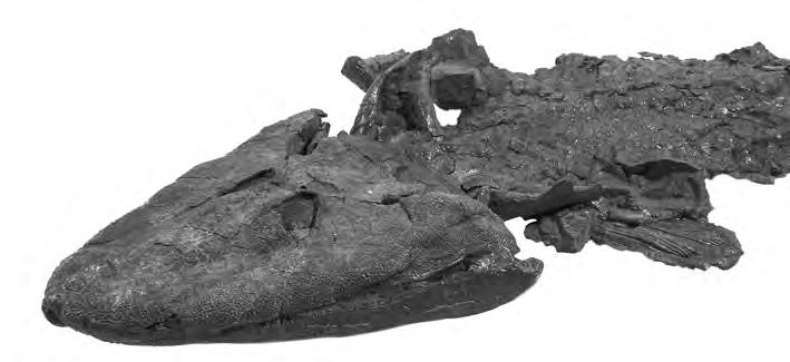 1 In 2006, the scientific journal, Nature, reported the discovery of a fossil from around 380 million years ago. It was given the name Tiktaalik roseae.