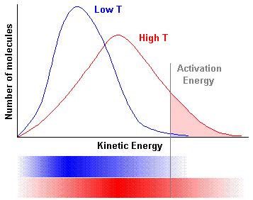Enzymes accelerate the rates of state S K X k P ΔG = G X G S V X V = k X = kt [ h S]e ΔG / RT Enzyme speed up reactions by lowering G, the activation free energy.