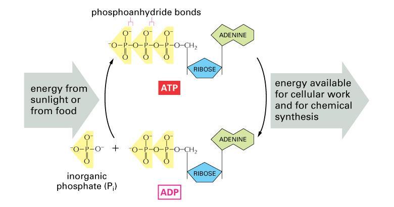 ATP Click on the link. Read over the page and watch the short animation. ATP-ADP Cycle 7.