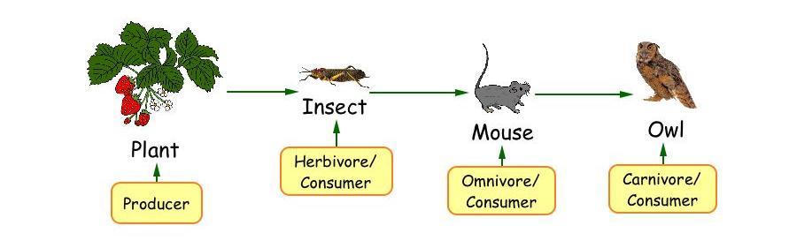 Here is a food web and a