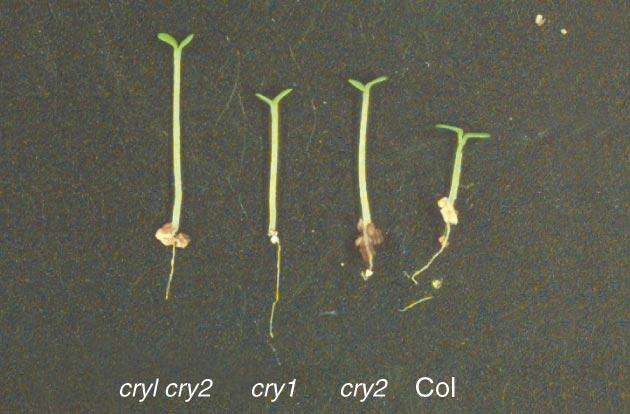 Blue light cry1 (cry2, phya) cry1 (phya) cry2 (cry1) nph1 De-etiolation Circadian clock Floral initiation Phototropism Trends in Plant Science Fig. 1.