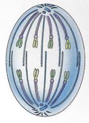Metaphase: - X-chromosomes, which are attached to