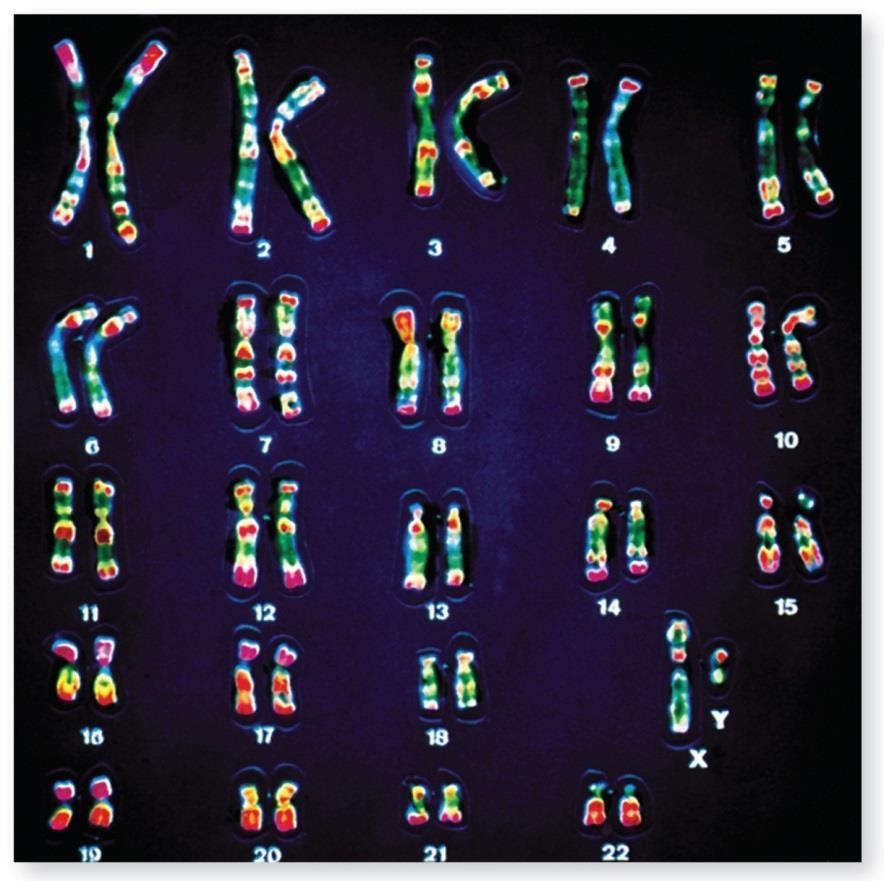 Karyotype A karyotype is an arrangement of chromosomes Figure 8.4 The 46 chromosomes of a human Copyright The McGraw-Hill Companies, Inc.