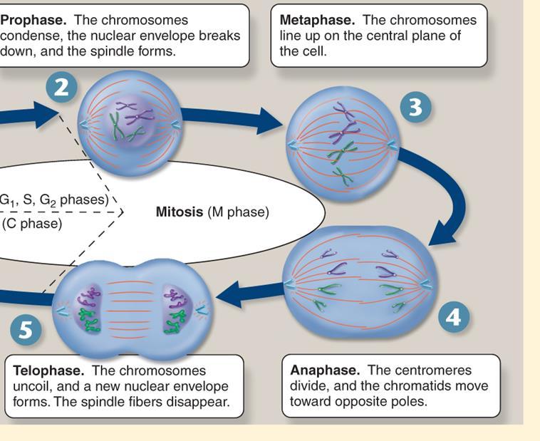 The cell division that follows interphase is a division of the nuclear contents, known as mitosis mitosis is a continuous