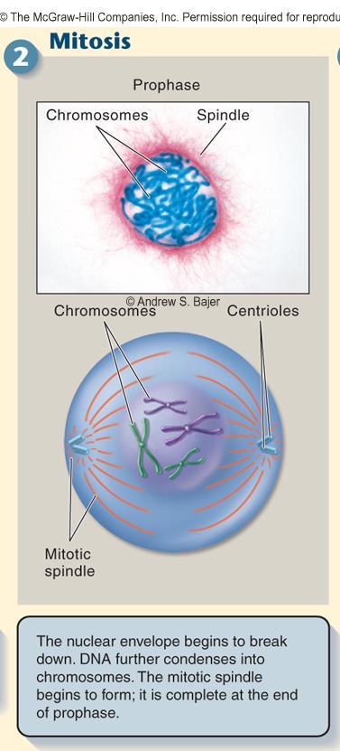 Mitosis: 1 st Phase Prophase in prophase, the condensed chromosomes first become visible with a light microscope the nuclear envelope begins to disintegrate centrosomes (centrioles in animal cells)