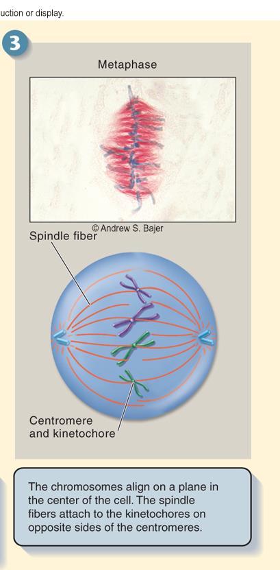 Mitosis: 2 nd Phase Metaphase the chromosomes attached to microtubules of the spindle are aligned in the center of the