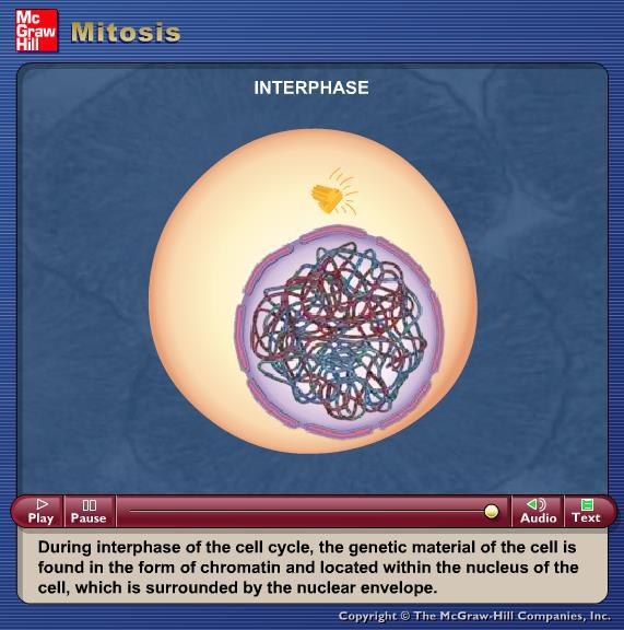 Animation: Mitosis Please note that due to differing operating systems, some animations will not appear until the presentation is viewed in Presentation Mode (Slide Show view).