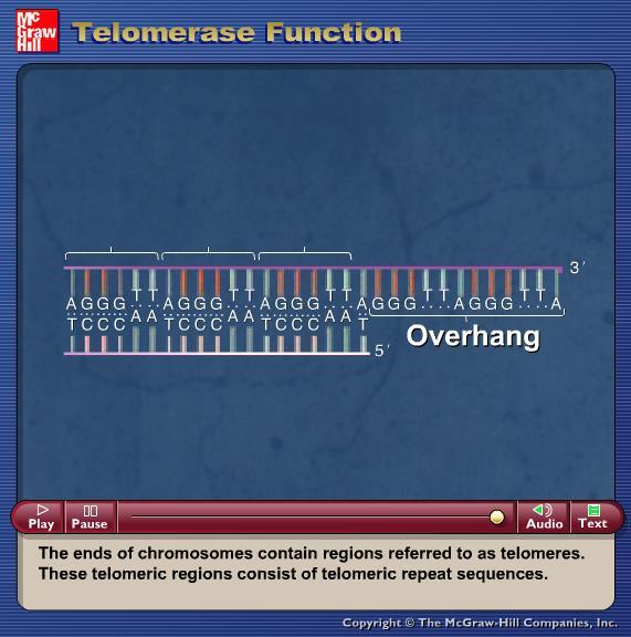 Animation: Telomerase Function Please note that due to differing operating systems, some animations will not appear until the presentation is viewed in Presentation Mode (Slide Show view).