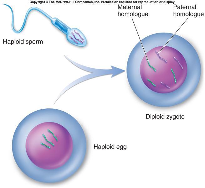 Haploid Gametes Meiosis and fertilization constitute a cycle of sexual reproduction Figure 9.