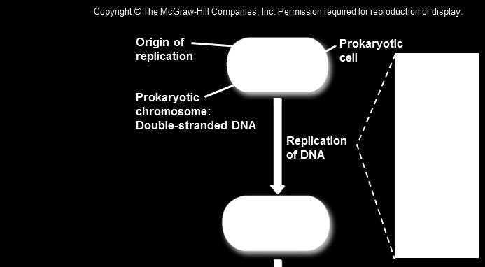 DNA Replication in Prokaryotes the prokaryotic chromosome is a single circle of DNA DNA replication begins with the unzipping of the doublestranded DNA at the origin of