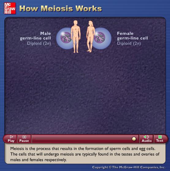 Animation: How Meiosis Works Please note that due to differing operating systems, some animations will not appear until the presentation is viewed in Presentation Mode (Slide Show view).