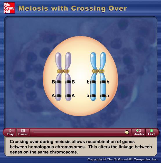Animation: Meiosis with Crossing Over Please note that due to differing operating systems, some animations will not appear until the presentation is viewed in Presentation Mode (Slide Show view).