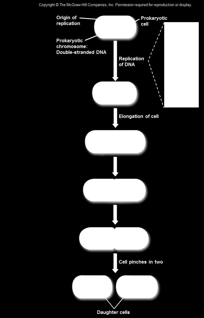 Prokaryotic Cell Division After replication, the cell grows in order to partition the replicated DNA molecules when the cell reaches an appropriate size, the cell splits into two equal halves new