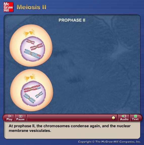 Animation: Meiosis II Please note that due to differing operating systems, some animations will not appear until the presentation is viewed in Presentation Mode (Slide Show view).