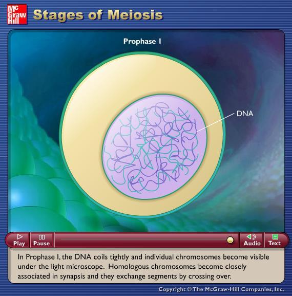 Animation: Stages of Meiosis Please note that due to differing operating systems, some animations will not appear until the presentation is viewed in Presentation Mode (Slide Show view).