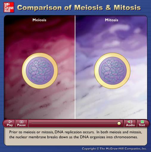 Animation: Comparison of Meiosis and Mitosis Please note that due to differing operating systems, some animations will not appear until the presentation is viewed in Presentation Mode (Slide Show