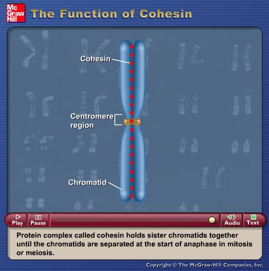 Animation: The Function of Cohesin Please note that due to differing operating systems, some animations will not appear until the presentation is viewed in Presentation Mode (Slide Show view).