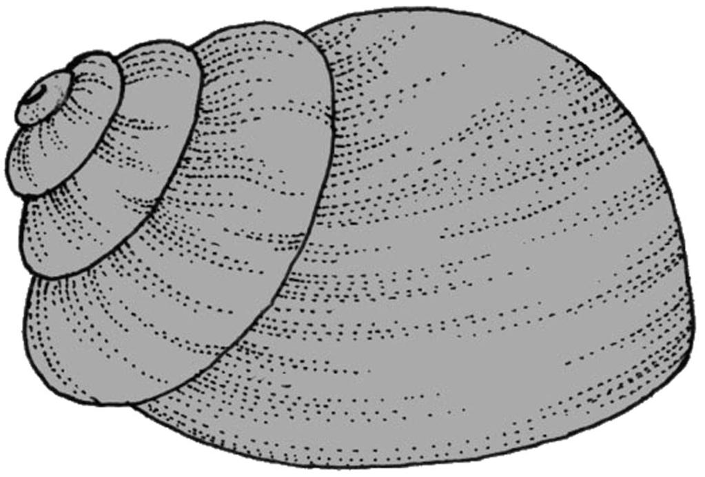 Describe ONE other way the shell of periwinkle A is different from the shell of periwinkle B. 9a.
