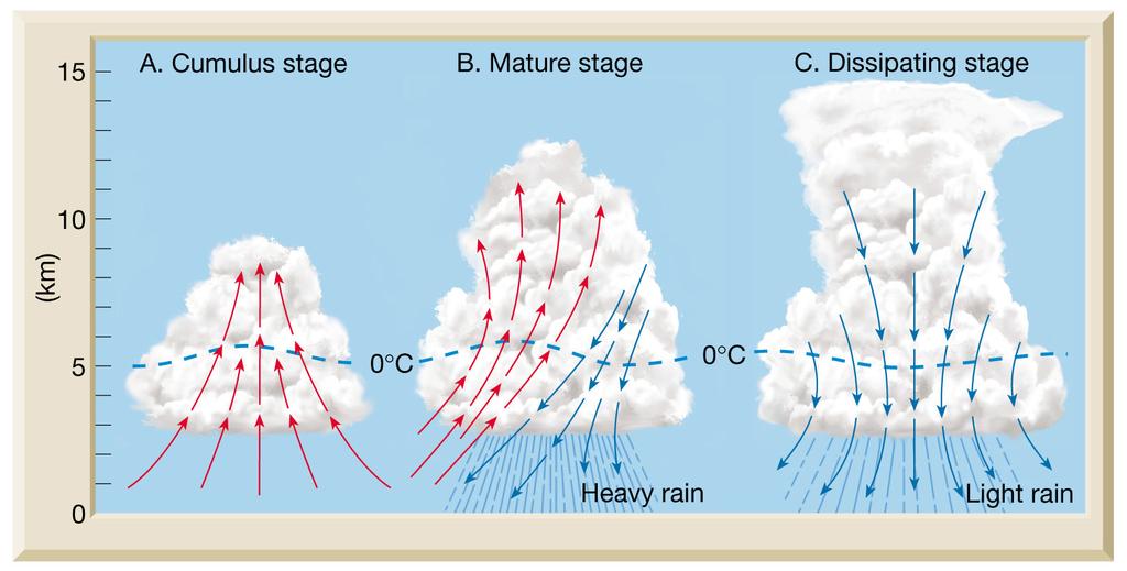 15 Thunderstorms Stages of development All thunderstorms require Warm air Moist air Instability (lifting) High surface temperatures Most common in the afternoon and early evening Thunderstorms Stages