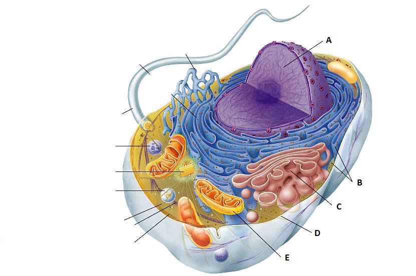 For items 5-10 refer to the image below 5. What type of cell is this? A. Plant cell B. Animal cell C. Bacteria cell D.