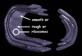 Endoplasmic Reticulum The endoplasmic reticulum is a system of folded sacs extending