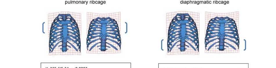 3 5 7 1 1 1 1 0 1 3 5 7 3 3 3 3 0 1 3 5 7 5 5 5 For Peer Figure. Functional size and shape changes of the pulm onary and diaphragm atic ribcage.
