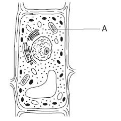 The diagram below represents a cell organelle involved in the transfer of energy from organic compounds. 14. Which process takes place in structure D? a. cellular respiration b.
