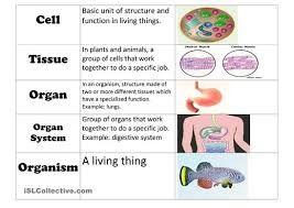 46 Organism Organization Flowchart Tissues Organs Organ Systems