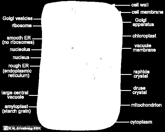 single-celled (unicellular) organisms, such as