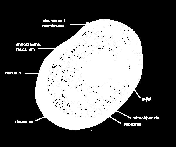 Contain organelles surrounded by membranes, Most