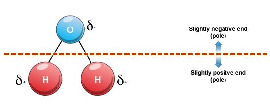 A positive like end and a negative like end Polarity increases the attraction / repulsion with neighbouring molecules.