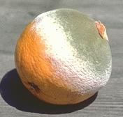 Want an orange?
