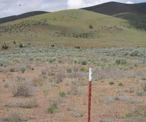 Land managers appreciate that successful, long-term knapweed control programs must be cost-effective.