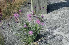 them. Prevention and exclusion Prevention and exclusion activities are aimed at areas not currently infested by knapweed, and are intended to keep