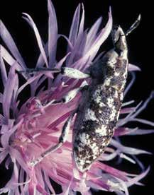 Appendix IV: Knapweed Standardized Impact Monitoring Protocol (SIMP) instructions and monitoring forms Idaho s statewide monitoring guidelines for Cyphocleonus achates and spotted knapweed Overview A