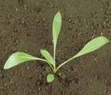 seedling, b. rosette, c.