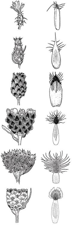 Simple key to six knapweed species commonly found in Wesern North America Adapted from Roche and Roche 1993 Illustrations by Cindy Roche 1a) Bracts surrounding flower head are spine-tipped 2a)