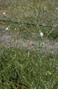 Diffuse knapweed Scientific name Centaurea diffusa Lam. Synonyms White knapweed; tumble knapweed; Acosta diffusa (Lam.