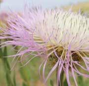 Related species There are no species of Centaurea native to the United States and Canada; however, two species of Plectocephalus, formerly classified as Centaurea, are native to North America.