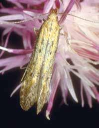 org). Impact This species prefers spotted knapweed, but will also attack diffuse and meadow. Feeding larvae can destroy eight seeds per larva (on average) and reduce the viability of others.