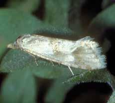 Pelochrista medullana Brown-winged knapweed root moth Order Family Native distribution Original source First U.S.