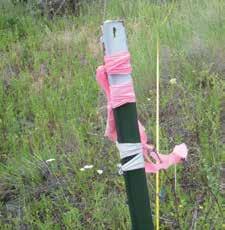 Releasing knapweed biological control agents Establish a permanent location marker Place a steel fence post or plastic or fiberglass pole at least 4 feet (1.